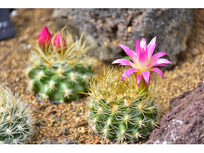 カラフルで美しいサボテンの花が見頃♪