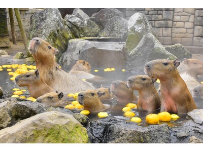 伊豆シャボテン動物公園グループの動物関連施設「シャボテン」＆「アニタッチ」が2023年度年間来場者数90...