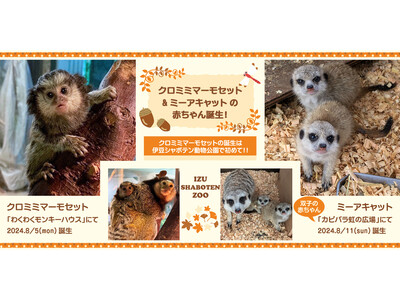 「クロミミマーモセット」＆「ミーアキャット」の赤ちゃん誕生！赤ちゃんたちはそれぞれ順調に成長中♪