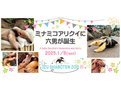 伊豆シャボテン動物公園でミナミコアリクイの赤ちゃんが誕生！