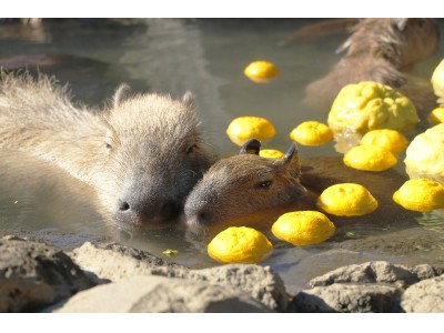 伊豆シャボテン動物公園“LOVE ゆ～ EVENT”が盛りだくさん♪『元祖カピバラの露天風呂』