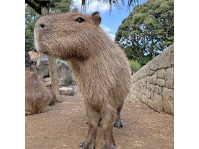 伊豆vs長崎vs埼玉vs那須vs石川 5園国コラボ！「第14回 カピバラの長風呂対決」を2026年1月10日（土）に開催！！伊豆シャボテン動物公園からは3年連続でカピバラ「トリュフ」がエントリー