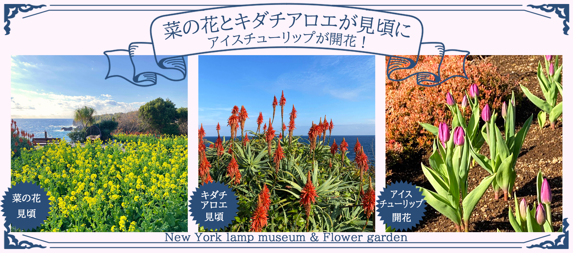 「アイスチューリップ」が開花！「菜の花」と「キダチアロエ」が見頃に！