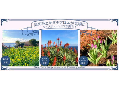 「アイスチューリップ」が開花！「菜の花」と「キダチアロエ」が見頃に！