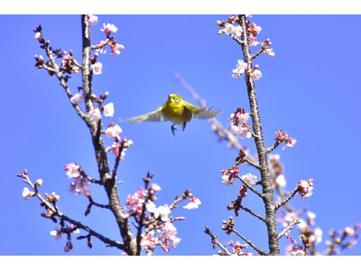 伊豆・城ケ崎海岸のフラワーガーデンに春の足音が！ニューヨークランプミュージアムで例年より早く寒桜の見頃がはじまる