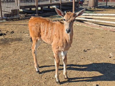 �ɓ��V���{�e�����������̃T�o���i�G���A�ŏ��߂Ă̐Ԃ����I ��^�̋��̒��ԁw�G�����h�x��1���a��