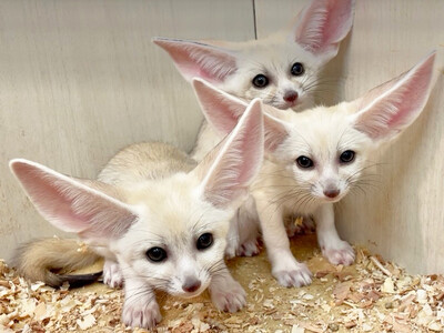 伊豆シャボテン動物公園が運営する「屋内型ふれあい動物園 アニタッチ MARK IS 静岡」で、世界最小のキツネ「フェネック」の3つ子がすくすく成長中！