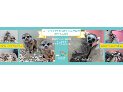 屋内型ふれあい動物園「アニタッチ アクアシティお台場」ミーアキャットとワオキツネザルの赤ちゃんが誕生！