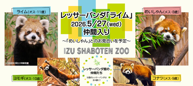 【伊豆シャボテンリゾート株式会社50周年記念】伊豆シャボテン動物公園にレッサーパンダ「ライム」が2026年5月27日（水）に仲間入り！メスの「めいしゃん」との“お見合い”を予定