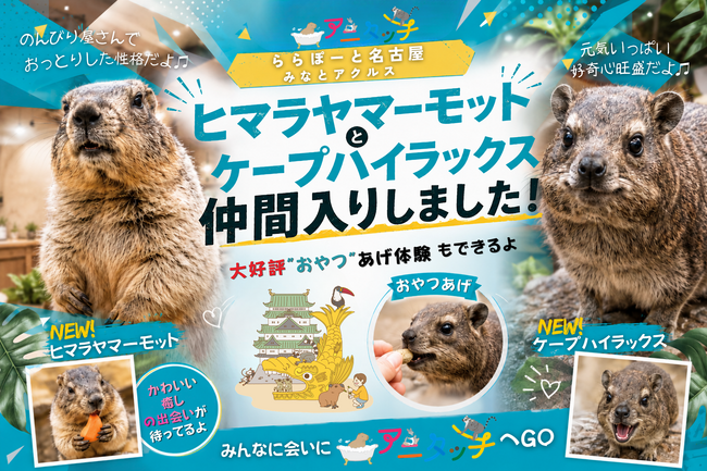 屋内型ふれあい動物園「アニタッチ ららぽーと名古屋みなとアクルス」に、ヒマラヤマーモット・ケープハイラックスが仲間入り