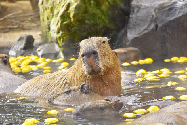 今シーズンは「カピバラのゆず湯」30周年!伊豆シャボテン動物公園で、“伊豆の冬の風物詩”としておなじみの『元祖カピバラの露天風呂』を開催、2026年11月21日(土)スタート!