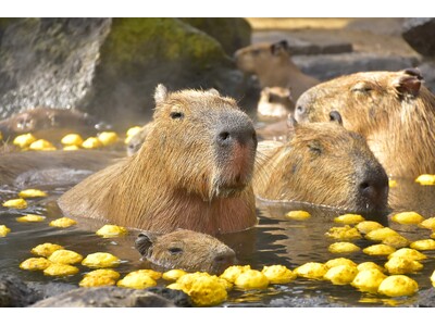 “伊豆の冬の風物詩” 伊豆シャボテン動物公園で「元祖カピバラの露天風呂」イベント開催！ 2026.11/21(土)風呂開き！ 恒例「カピバラのゆず湯」は30周年！！