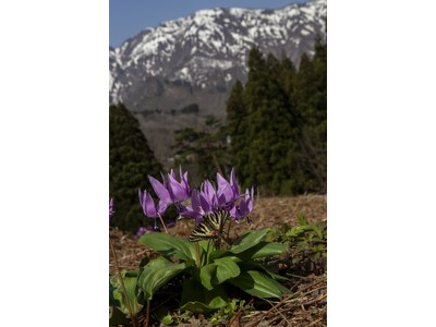 【東京都写真美術館】展覧会「今森光彦 にっぽんの里山」開催のご案内