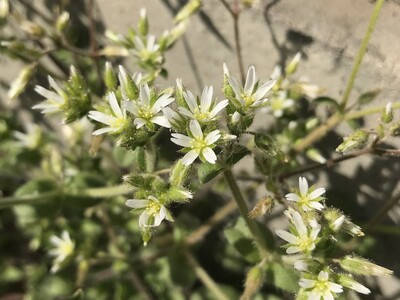 日めくりカレンダーに、あなたの“花の写真”を載せてみませんか？　東京都美術館にて花の写真を募集中！