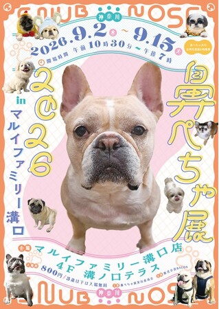 フレンチブルドッグやパグなどの愛らしい“鼻ぺちゃ犬”の作品・グッズが大集合！「鼻ぺちゃ展2026 in マルイファミリー溝口」を期間限定で開催！
