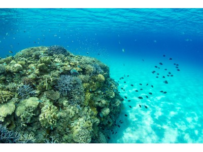 ANAインターコンチネンタル万座ビーチリゾート「サンゴ保護活動プラン」を発売