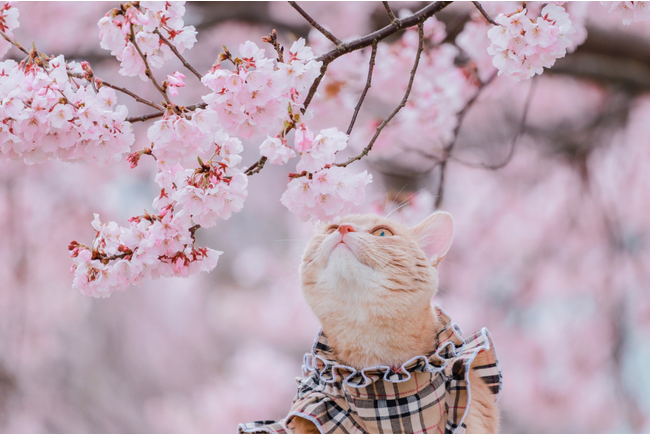 Camecon(JR)lC̃e[}ɂăReXgJÒIԌV[Yɍ킹uve[}430()܂Ŏʐ^WI