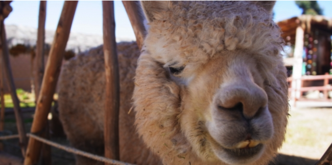 tHgReXgAvuCamecon(JR)v2023Ne[}́w肭ʐ^ReXgxɌISҊ}I[Aʐ^Wy2023/01/31܂Łz