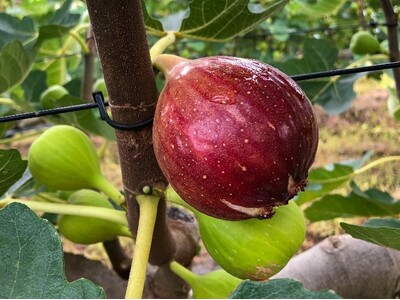 夏のイチジク、少雨で甘味濃厚　品質良好で“当たり年”