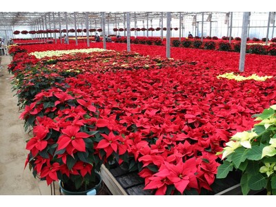 クリスマスを彩る6万鉢の奇跡　入間の温室が燃ゆる