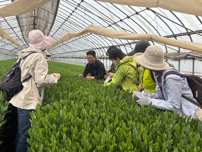 プレスリリース「【埼玉県入間市】”狭山茶”新茶イベント振り返り特集 その１「茶摘み体験バスツアー」」のイメージ画像