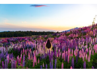 世界100ヶ国以上のオーダーメイドツアーを手掛けるOooh（ウー）。旅の新定番は“花に導かれる旅”。夏から秋に訪れたい世界の花咲く絶景3選！フランス・ニュージーランド・南アフリカで咲き誇る花を巡る旅。