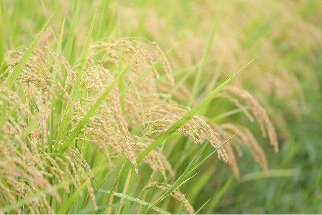 【長野県佐久市】食の未来を考える。農薬不使用・生きもの田んぼでの「田植え体験2026」を開催～「ゆうきや」が自社田んぼで伝える、食卓の裏側にある命の営み～