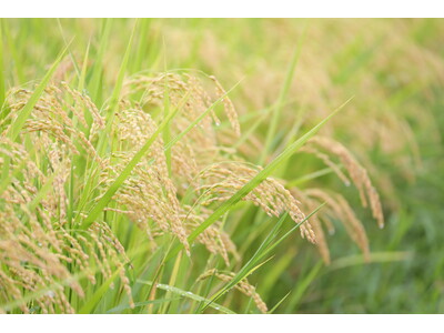 【長野県佐久市】食の未来を考える。農薬不使用・生きもの田んぼでの「田植え体験2026」を開催～「ゆうきや」が自社田んぼで伝える、食卓の裏側にある命の営み～