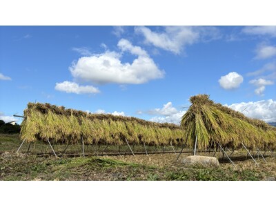 【長野県佐久市】食の未来を考える。農薬不使用・生きもの田んぼでの「稲刈り体験2026」を開催～「ゆうきや...