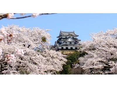 咲き誇る8品種1,100本余の桜。いよいよ『彦根城桜まつり』が3月30日（土）より開催。好評のライトアップも実施！！