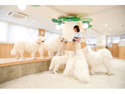 大人気サモエドカフェが川越に！来店30秒で「来てよかった」と思わせる彼らの魅力、全身で感じてください