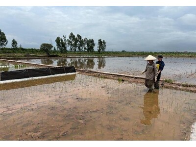 �C��ϓ����ł̃R�����ʂ̑����Ɍ������x�g�i���ł̎��؂�����