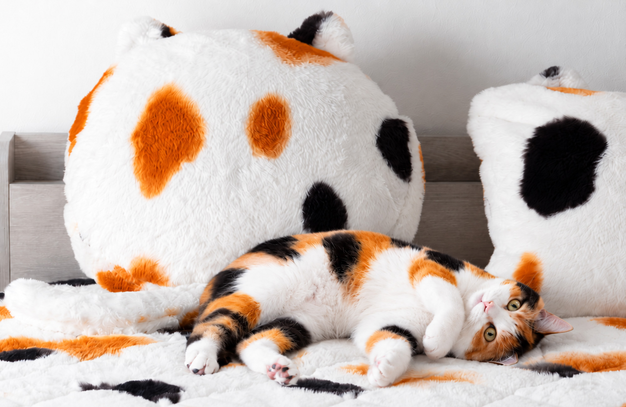 専用♥みかん❤暖かとろける❤Ｗボア⭐ちびブランケット❤三毛猫 累計販売3.8万突破の『もはや、ねこ。』に“三毛猫”登場！白・黒
