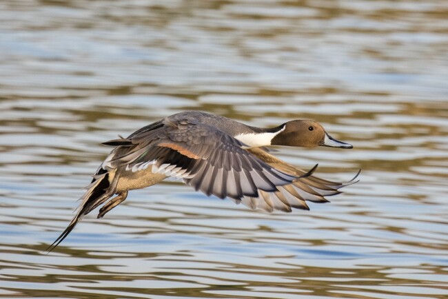 プレスリリース「バードウォッチングウィーク！（＊11月1日～7日）毎日eBirdに投稿しよう」のイメージ画像