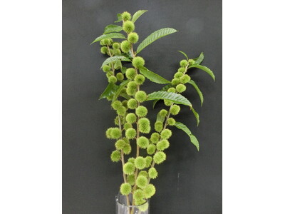 2025年「今年の花」決定 フラワー・オブ・ザ・イヤーOTA