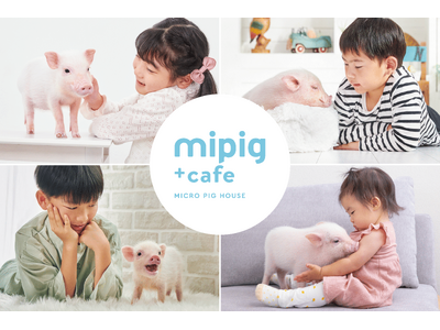 累計来場者数200万人突破！マイクロブタカフェ『mipig cafe』／神戸初出店・22号店が神戸三宮に12月中旬オープン予定