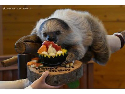 ８月２８日はフタユビナマケモノのこどもの１歳誕生日！飼育スタッフ特製ケーキを自作の木製プレートにのせてプレゼントしました★