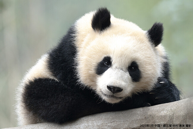 動物写真家 中村 惠美 様 × アドベンチャーワールド 副園長 トークイベント「写真が語るいのちの物語 ~ジャイアントパンダがつなぐ未来~」開催 2025年9月14日(日)