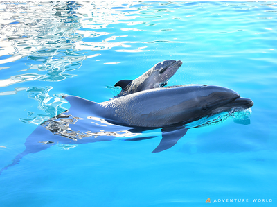 閉園した「みさき公園」から受け継いだいのち バンドウイルカがアドベンチャーワールドで再び出産