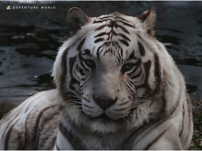 ナイトサファリハイキング ＆ ナイトペンギンツアー開催！２０２５年１２月２６日（金）～２０２６年２月２３...