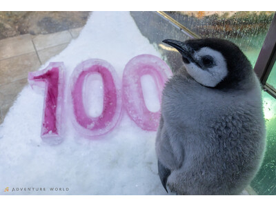 ＼エンペラーペンギンの赤ちゃん誕生から１００日／
