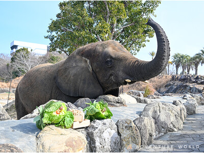 節分特別イベント 開園当時から暮らすアフリカゾウへ感謝と健康の願いを込めて特大の手作り恵方巻をプレゼント！