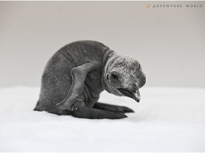 キングペンギンの赤ちゃんの誕生シーズンを迎え１羽目の赤ちゃんが誕生しました！