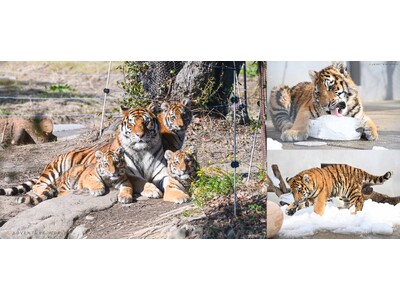 ＼ ２月２２日は「猫の日」／今だけ！アムールトラ親子との特別な時間 ケニア号に乗ってじっくりと親子に出会...