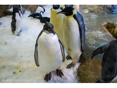 エンペラーペンギンの子ども 初節句を祝う特別セレモニーを開催しました！