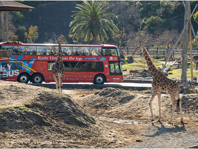 「泉都めぐり スカイバス白浜」× アドベンチャーワールド 白浜町内観光からサファリへ直行！高さ３．５mの...