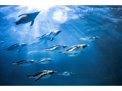 ２５０羽のペンギンとともに体験を生み出す世界初の共創型インタラクティブアート　「ペンギンワールドラウンジ...