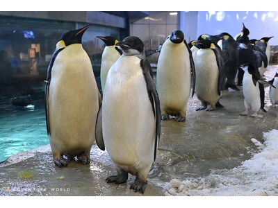 エンペラーペンギンのこどもが生後半年を迎えます！３月３０日（月）氷のケーキでハーフバースデーをお祝い