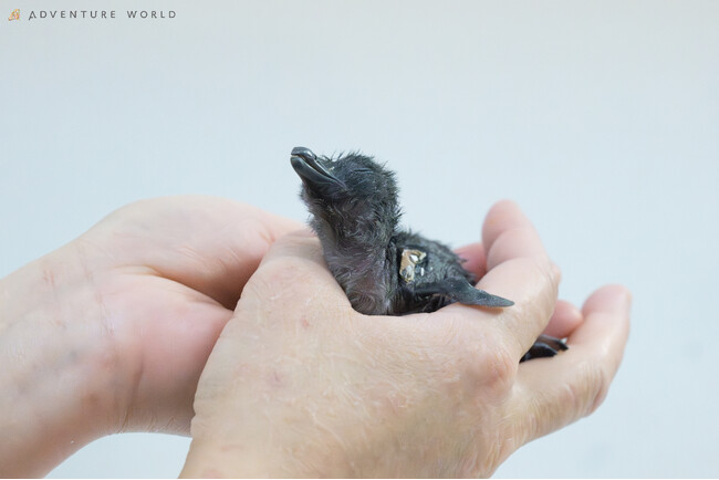 【関西で出会えるのはアドベンチャーワールドだけ！】５月２９日、世界最小・コガタペンギンの赤ちゃんが当パークで初誕生！