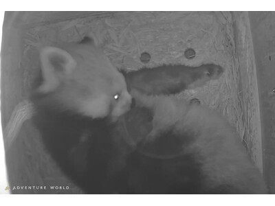 アドベンチャーワールドで８年ぶり、レッサーパンダの妊娠を確認 ～偽妊娠を乗り越え、スタッフと歩んだ１年。新しいいのちへ温かいエールを～